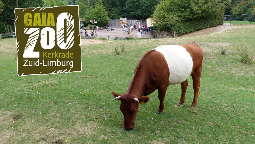 Dierentuin recensie: GaiaZOO in Kerkrade | LetsGoDigital